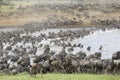 Wildebeest Royalty Free Stock Photo