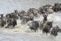 Wildebeest Royalty Free Stock Photo