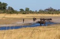 Wildebeest and buffalo, Africa safari wildlife and wilderness Royalty Free Stock Photo