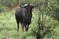 Wildebeest Bull Royalty Free Stock Photo