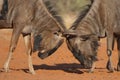 Wildebeest bulls fighting