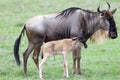 Wildebeest with calf (Connochaetes taurinus) Royalty Free Stock Photo