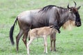 Wildebeest with calf (Connochaetes taurinus)