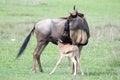 Wildebeest with calf (Connochaetes taurinus) Royalty Free Stock Photo