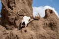 Wildebeest, or Cape Buffalo skull sits on top of a termite mound, in Tarangire National Park Tanzania Royalty Free Stock Photo