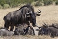 Wildebeest (Connochaetes taurinus) Royalty Free Stock Photo