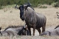 Wildebeest (Connochaetes taurinus) Royalty Free Stock Photo