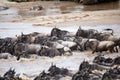 Wildebeest (Connochaetes taurinus) Great Migration