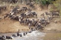 Wildebeest (Connochaetes taurinus) Great Migration Royalty Free Stock Photo