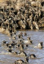 Wildebeest corssing the Mara river Royalty Free Stock Photo