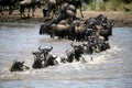 Wildebeest Crossing (Kenya)