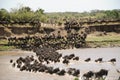Wildebeest crossing the Mara River in Tanzania