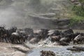 Wildebeest crossing river Royalty Free Stock Photo