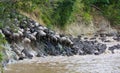 Wildebeest crossing a river in the Masai Mara, Kenya
