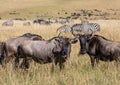 Herd of wildebeest and dazzle of zebra grazing in the tall grass of the Masai Mara during the wildbeest migration