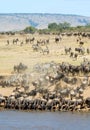 Wildebeest drinking