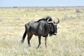 Wildebeest in Etosha National Park Royalty Free Stock Photo
