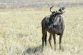 Wildebeest in Etosha National Park Royalty Free Stock Photo