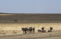 Wildebeest gathered at masai mara during Migration months ,Kenya Royalty Free Stock Photo