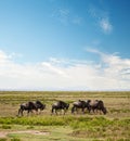 Wildebeest, Gnu on African savanna Royalty Free Stock Photo