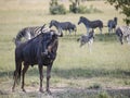 A wildebeest gnu bull standing Royalty Free Stock Photo