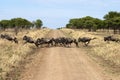 Wildebeest or Gnu crossing road Royalty Free Stock Photo