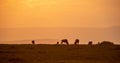 Wildebeest grazing on the grasslands in Masai Mara in sunset. Royalty Free Stock Photo