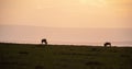 Wildebeest grazing on the grasslands in Masai Mara at sunset Royalty Free Stock Photo