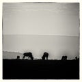Wildebeest grazing on the grasslands in Masai Mara in black and white Royalty Free Stock Photo