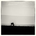 Wildebeest grazing on the grasslands in Masai Mara in black and white Royalty Free Stock Photo