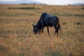 Wildebeest grazing on the grasslands in Masai Mara. Royalty Free Stock Photo