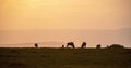 Wildebeest grazing on the grasslands in Masai Mara in sunset. Royalty Free Stock Photo
