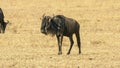 Wildebeest grazing at the masai mara game reserve in kenya Royalty Free Stock Photo