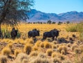 The wildebeest grazing in the savannah