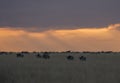 Wildebeest grazing during Sunset at Masai Mara National Park Royalty Free Stock Photo