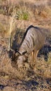 Wildebeest grazing