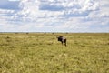 wildebeest grazing Royalty Free Stock Photo