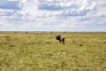 wildebeest grazing Royalty Free Stock Photo