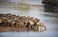 Wildebeest Great Migration, Kenya