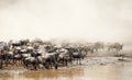 Wildebeest Great Migration Kenya Royalty Free Stock Photo