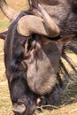 Wildebeest head close-up