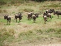 Wildebeest heard