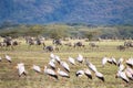 Wildebeest herd with birds in foreground, Lake Manyara, Tanzania