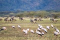 Wildebeest herd with birds in foreground, Lake Manyara, Tanzania