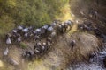 Wildebeest herd after crossing the river Royalty Free Stock Photo