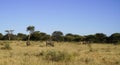 Wildebeest herd grazing in African bush-veld and grassland landscape with acacia trees at Okonjima Nature Reserve, Namibia