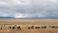 Wildebeest herd and lake inside ngorongoro crater Royalty Free Stock Photo