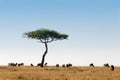 Wildebeest herd Masai Mara Kenya Africa Royalty Free Stock Photo
