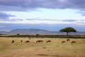 Wildebeest herd Masai Mara Kenya Africa