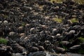 Wildebeest herd in Masai Mara, Kenya during daylight